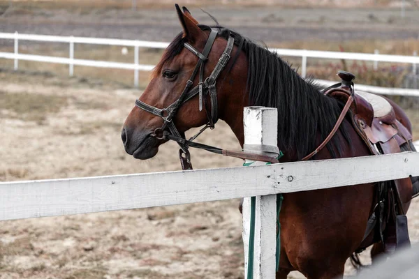 Sol taraftaki yarış pistinin portresi, yaz günü ahırda bir saat oturmuştu..