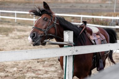 Ahırda yarış saatinin portresi. Hayvanlar kurtulmaya çalışıyor..