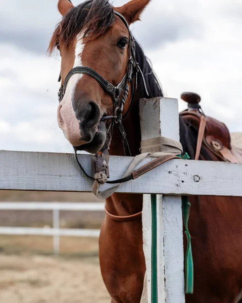 Yazın ahırda dikilen kahverengi atlı yarış arabasının yakın plan portresi