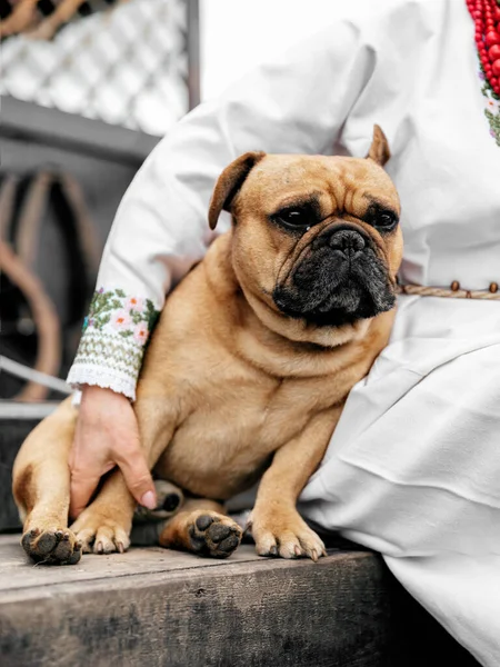 Close-up portrait of sitting bulldog. Elderly woman dressed in Ukrainian national clothes is caressing cute pet