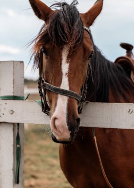 Yazın çitin yanındaki çitin yanında duran kahverengi atlı yarış arabasının yakın çekimi..