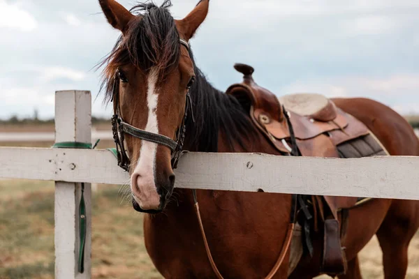 Çitin yanındaki çitte duran kahverengi atlı atın yakın plan portresi..