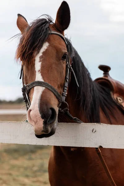 Yazın çitin yanındaki çitte dikilen kahverengi yarış arabası portresi..