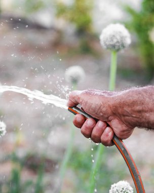 Kapalı erkek eli kauçuk hortumla baharda ya da yaz zamanı bahçesini suluyor..
