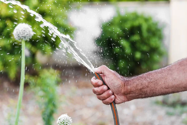 Kapalı erkek eli kauçuk hortumla baharda ya da yaz zamanı bahçesini suluyor..