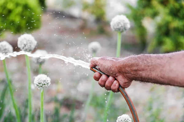 Bahar veya yaz vakti bahçesinde soğan sulayan kauçuk hortumlu yakın çekim erkek eli..