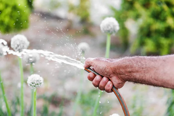 Kapalı erkek eli kauçuk hortumla baharda ya da yaz zamanı bahçesini suluyor..