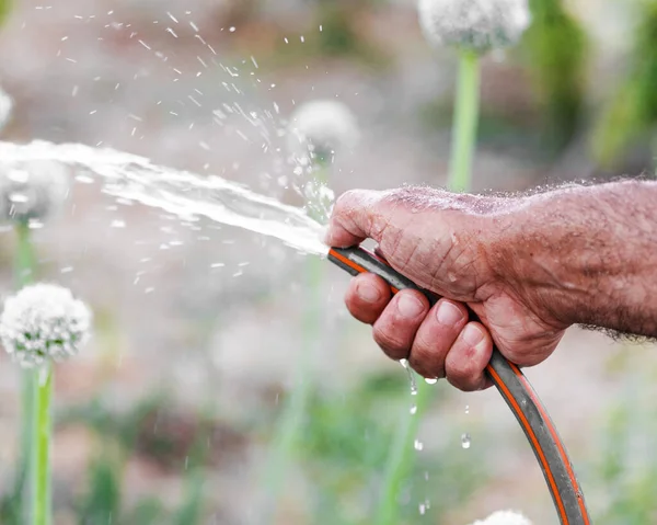 Kapalı erkek eli kauçuk hortumla baharda ya da yaz zamanı bahçesini suluyor..