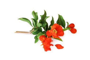 Küçük büyüyen meyveler, çiçekler, düşmüş yapraklar ve beyaz arka planda izole edilmiş nar dalları.