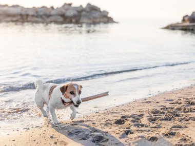 Köpek deniz kıyısında tahta sopayla oynuyor..