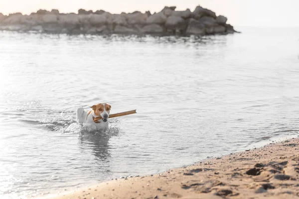 Cão Nadando Com Pau Madeira Mar — Fotografia de Stock