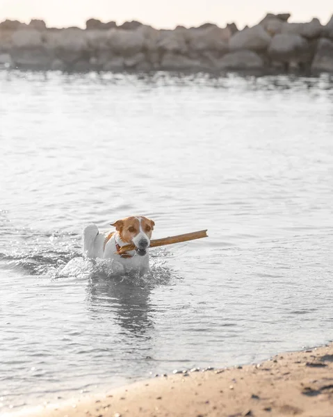 Cão Nadando Com Pau Madeira Para Costa Mar — Fotografia de Stock