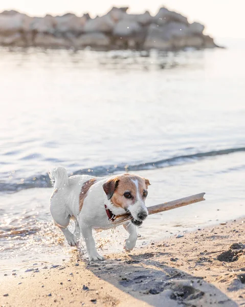 Cão Brincando Com Pau Madeira Junto Mar — Fotografia de Stock