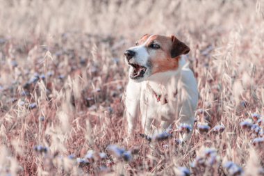 Tatlı havlayan köpek Jack Russell Teriyer yazın çiçek açan çayırda dikiliyor..