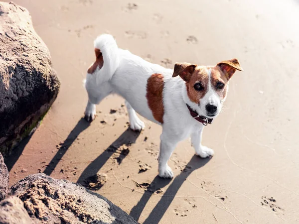 Bonito Cão Jack Russell Terrier Olhando Para Cima Praia Areia — Fotografia de Stock