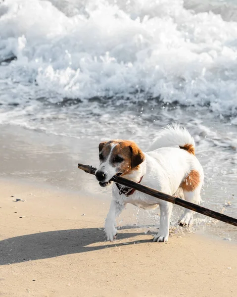 Cute Dog Jack Russell Terrier Correndo Com Pau Madeira Costa — Fotografia de Stock