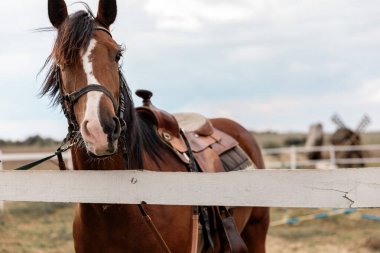Tahta yüzüne beyaz bir nokta bağlanmış kahverengi bir atın portresi.