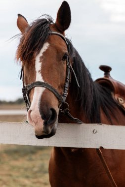 Yüzünde beyaz bir leke olan kahverengi bir atın yakın plan portresi. Tahta çitin yanında duruyormuş.