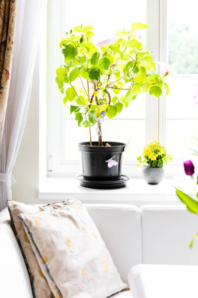Home decoration. Green flowers in pots on white window.
