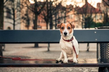 Prag şehir meydanındaki ahşap bankta oturan sevimli köpek Jack Russell Terrier.