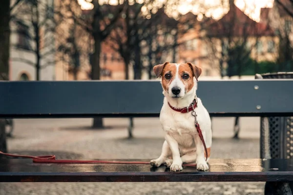 Cute Dog Jack Russell Terrier Sitting Wooden Bench City Square — Stock Photo, Image