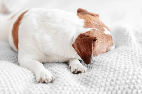 Kleine Hond Jack Russell Terrier Slapen Bank Draaien Weg Van — Stockfoto