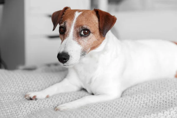 Small Adorable Dog Jack Russell Terrier Lying Bed Looking Camera — Stock Photo, Image