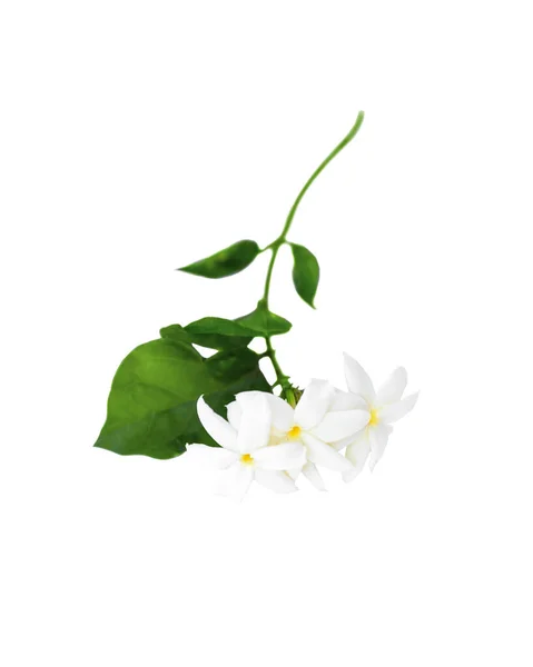 Blühender Jasminzweig Mit Blüten Und Blättern Isoliert Auf Weißem Hintergrund — Stockfoto