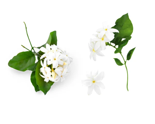 Blühende Jasminzweige Mit Blüten Und Blättern Auf Weißem Hintergrund — Stockfoto