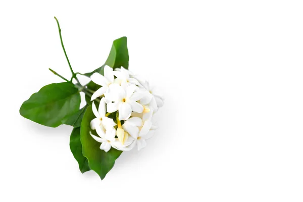 Fioritura Ramo Gelsomino Con Fiori Foglie Isolate Sfondo Bianco Con — Foto Stock