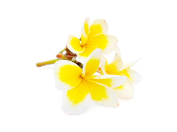 Kis Virágokkal Levelek Nélkül Trópusi Frangipani Vagy Plumeria Elszigetelt Fehér — Stock Fotó