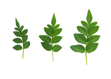 Beyaz arka planda üç farklı boyutta yeşil yasemin yaprakları var.