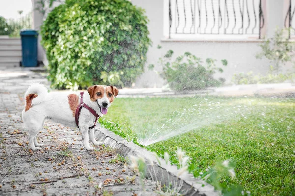 Adorable Perro Jack Russell Terrier Jugando Con Agua Patio Día — Foto de Stock