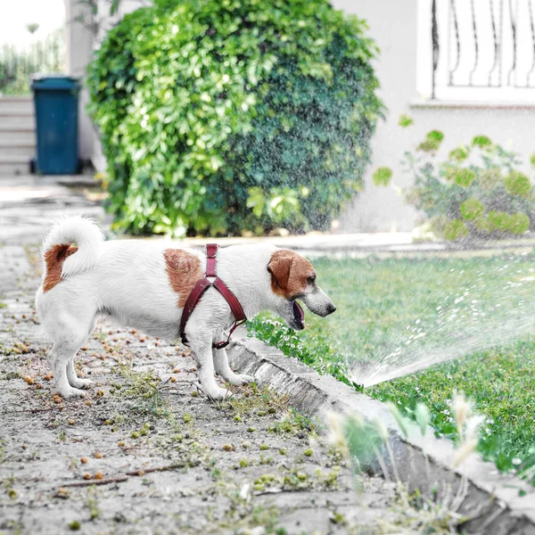 Perro Pequeño Jack Russell Terrier Jugando Con Aspersor Patio Día — Foto de Stock