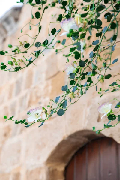 Exotic Flowering Caper Shrub Capparis Spinosa Climbing Old Stone Wall — Stock Photo, Image
