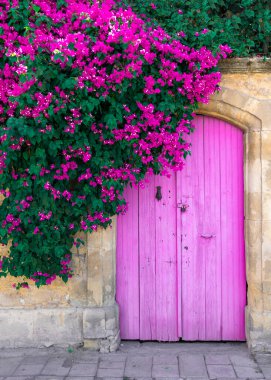 Pembe bougainvillea çiçekleri ve Kıbrıs 'taki eski ahşap kapı.