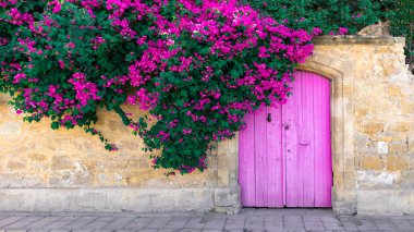 Pembe bougainvillea çiçekleri, eski ahşap kapı ve Kıbrıs 'ta taş duvarda sevimli yalancı kedi..