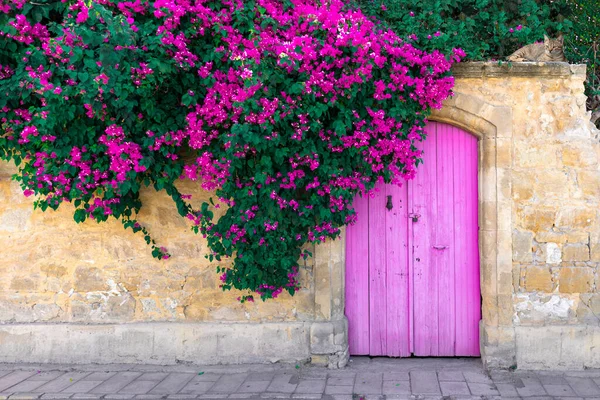 Pink Bougainvillea Flowers Old Wooden Door Resting Cat Stone Wall — Stock Photo, Image