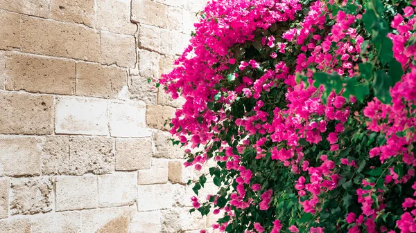 Blooming Bougainvillea Flowers Old Stone Wall Background Beautiful Flowering Pink — Stock Photo, Image