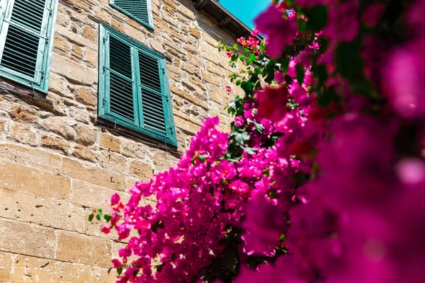 Flowering Pink Bougainvillea Plant Old Stone Wall House Wooden Windows — Stock Photo, Image