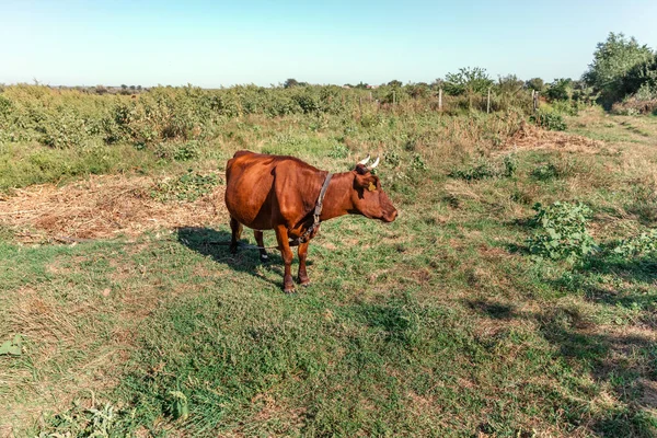Domestic Home Brown Cow Grazing Meadow Sunny Summer Day — 图库照片