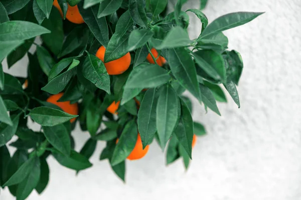 Orange Tree Branch Fruits Green Leaves White Wall Summer Garden — Stok fotoğraf