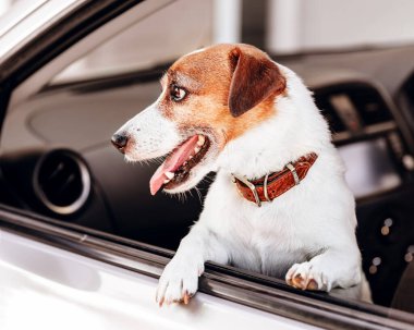 Close-up portrait of small happy dog breed Jack Russell Terrier looks out the open window of the car
