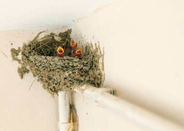 Birkaç günlük Kıbrıs Ahırı çok genç. Tavukları yutuyor. Bebek Hirundo Rustica, içerideki duvarda bir kupa yuvasında..