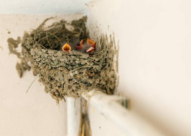 Birkaç günlük Kıbrıs Ahırı çok genç. Tavukları yutuyor. Yavru Hirundo rustica kupa yuvasında..