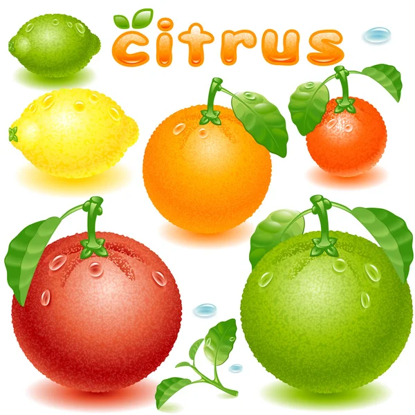 Set citrus — Stock Vector