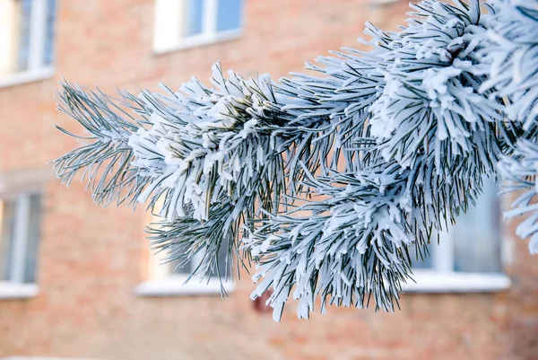 Pine branch in the snow — Stock Photo, Image