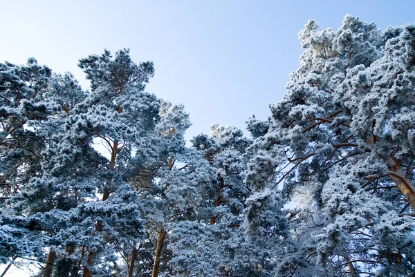 Winter forest. — Stock Photo, Image