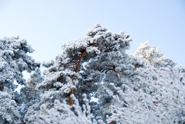 Çam ağaçlarının tepelerini karla kaplı — Stok fotoğraf