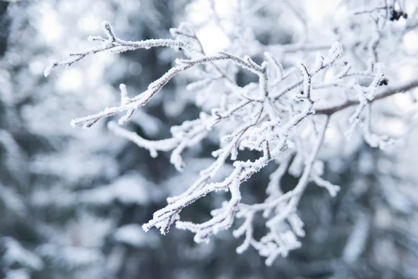 Äste mit Schnee- und Eiskristallen bedeckt — Stockfoto